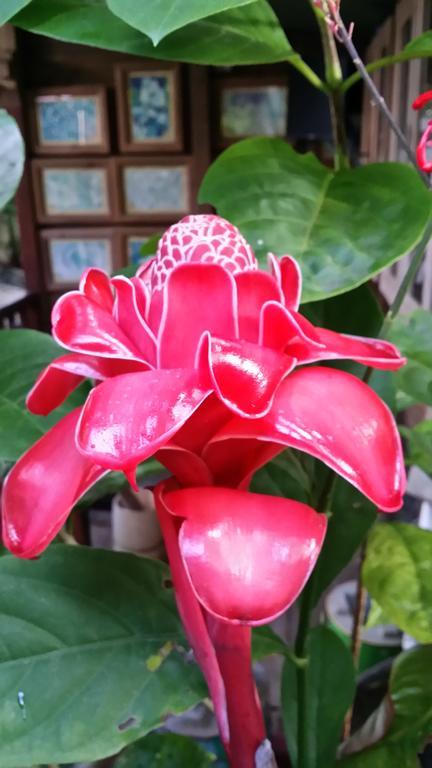 L'Ecomusee Creole De La Guadeloupe Sainte-Rose Szoba fotó