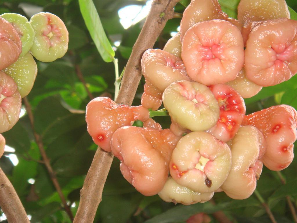 L'Ecomusee Creole De La Guadeloupe Sainte-Rose Kültér fotó