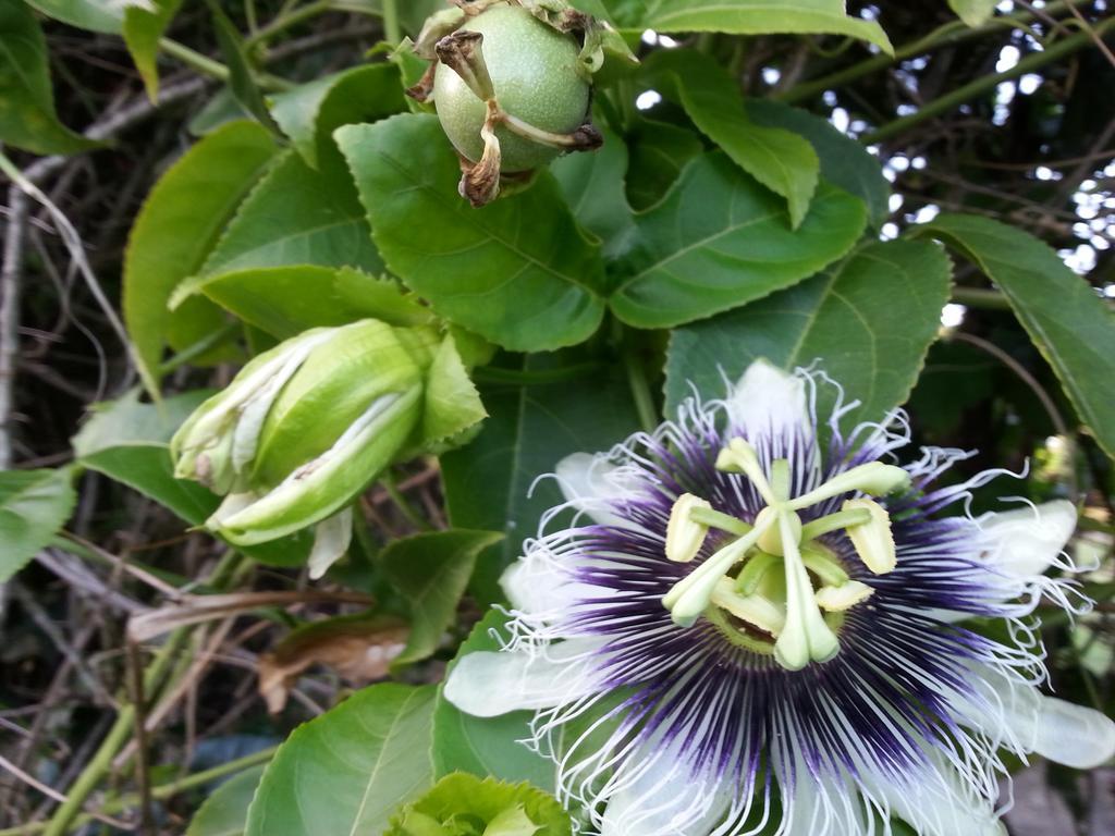 L'Ecomusee Creole De La Guadeloupe Sainte-Rose Kültér fotó