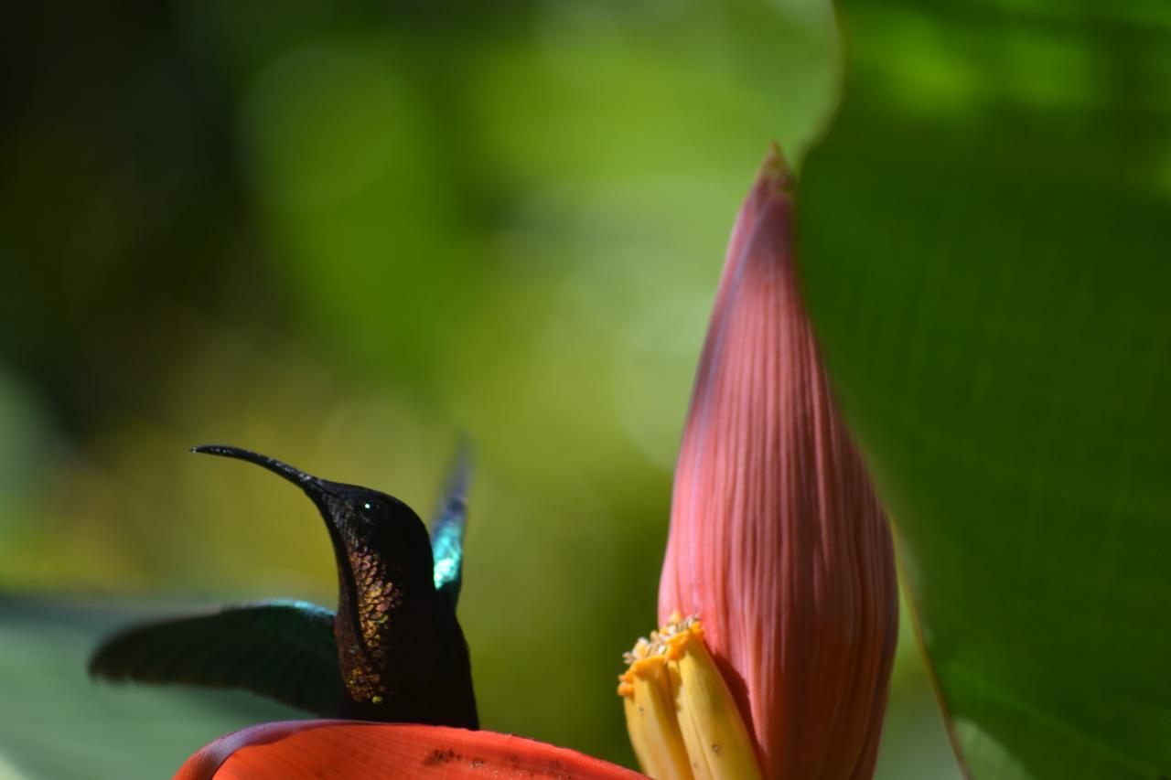 L'Ecomusee Creole De La Guadeloupe Sainte-Rose Kültér fotó