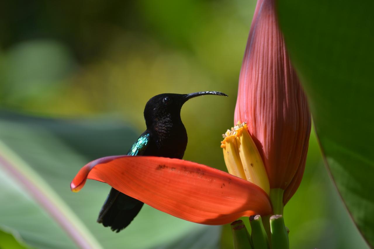 L'Ecomusee Creole De La Guadeloupe Sainte-Rose Kültér fotó
