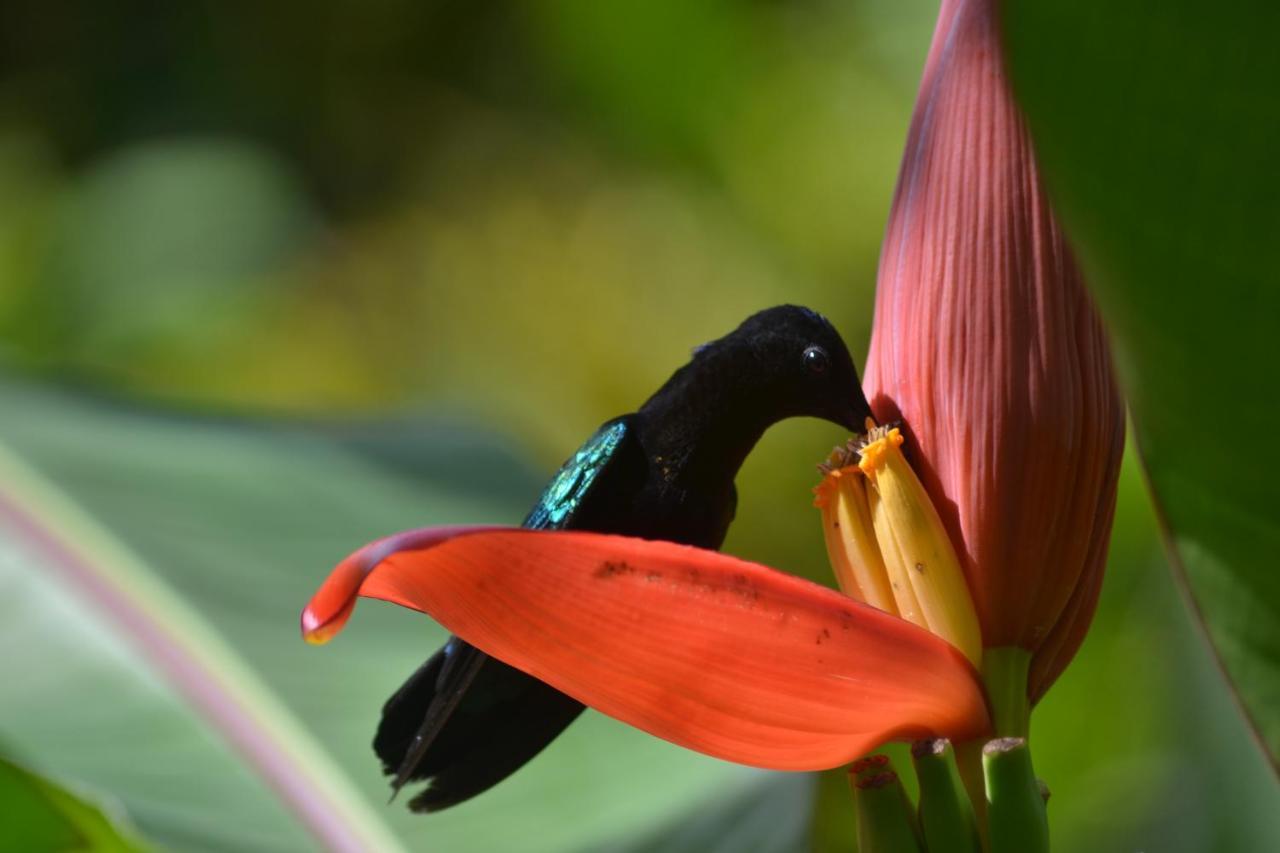 L'Ecomusee Creole De La Guadeloupe Sainte-Rose Kültér fotó